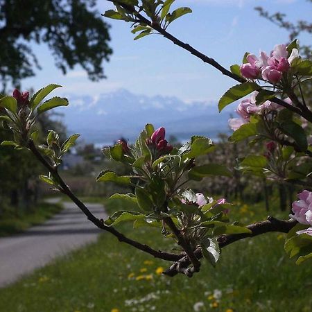 Haus Alpenblick Apartment Immenstaad am Bodensee Ngoại thất bức ảnh
