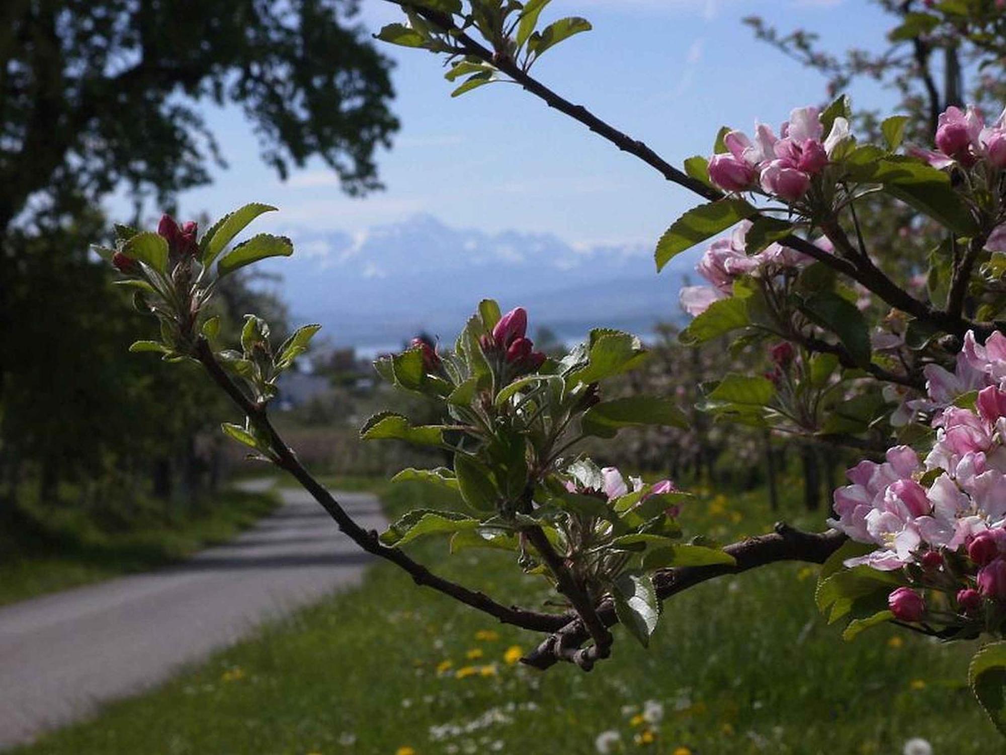 Haus Alpenblick Apartment Immenstaad am Bodensee Ngoại thất bức ảnh